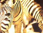 animalanimaux